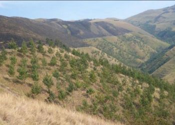 WALUNGU : Une personne perd la vie dans un feu de brousse à Mushenyi.