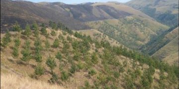 WALUNGU : Une personne perd la vie dans un feu de brousse à Mushenyi.