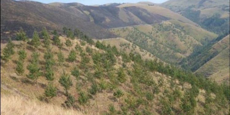 WALUNGU : Une personne perd la vie dans un feu de brousse à Mushenyi.