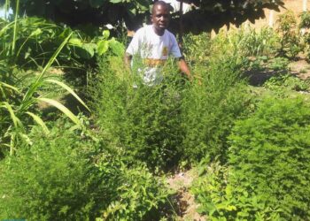 Uvira : TISANE BIO ARTEMISIA, un médicament très éfficace pour soigner plusieurs maladies et certifié par les experts en santé
