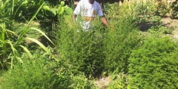 Uvira : TISANE BIO ARTEMISIA, un médicament très éfficace pour soigner plusieurs maladies et certifié par les experts en santé