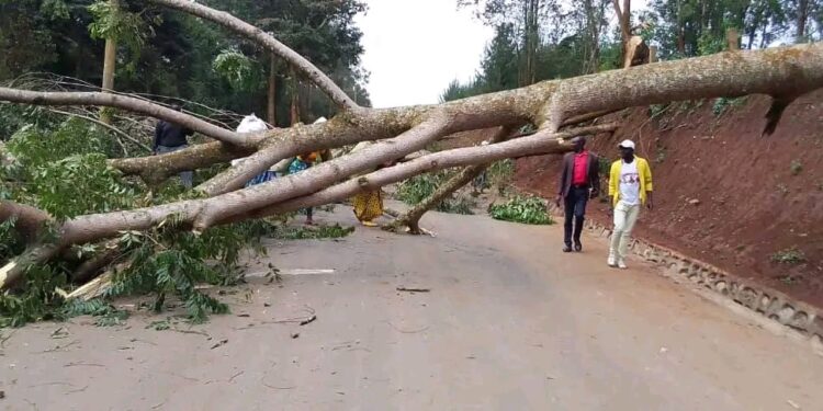Kabare : La population de Mumosho barricade la RN5 pour exiger la libération de Munvunyi Malimingi