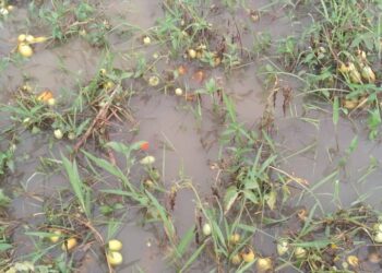 Walungu : Une forte pluie détruit des cultures à Nyangezi 