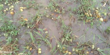 Walungu : Une forte pluie détruit des cultures à Nyangezi 