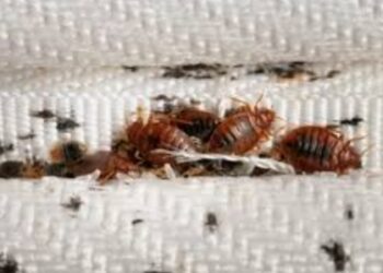 Santé : Voici quelques astuces pour se débarrasser des punaises de lit 