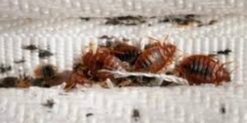 Santé : Voici quelques astuces pour se débarrasser des punaises de lit 