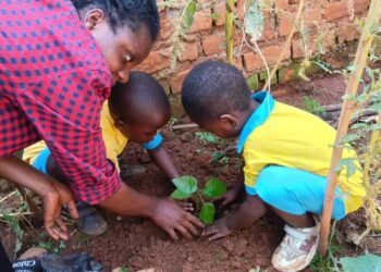 Nyangezi : les enfants de l’école maternelle du CS Baraka-amis de la paix plantent des arbres fruitiers à la Radio la Colombe et visitent ses installations