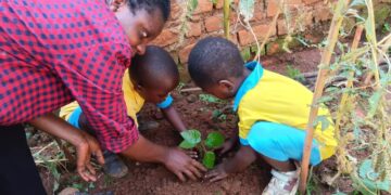 Nyangezi : les enfants de l&rsquo;école maternelle du CS Baraka-amis de la paix plantent des arbres fruitiers à la Radio la Colombe et visitent ses installations