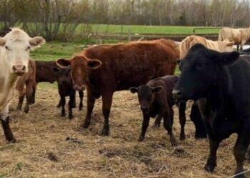 Walungu : des bétails décimés par la peste des petits ruminants, les éleveurs lancent un appel à l’aide