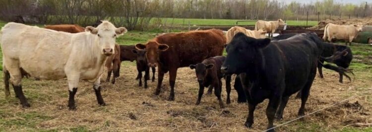 Walungu : des bétails décimés par la peste des petits ruminants, les éleveurs lancent un appel à l’aide