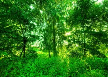 ‎Nyangezi : JM conservation de la nature, la population appelée à éviter le feu de brousse et encourager le reboisement  ‎