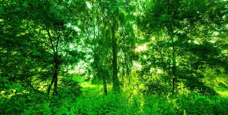 ‎Nyangezi : JM conservation de la nature, la population appelée à éviter le feu de brousse et encourager le reboisement  ‎